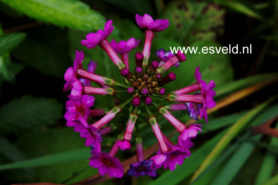 Primula japonica 'Miller's Crimson'