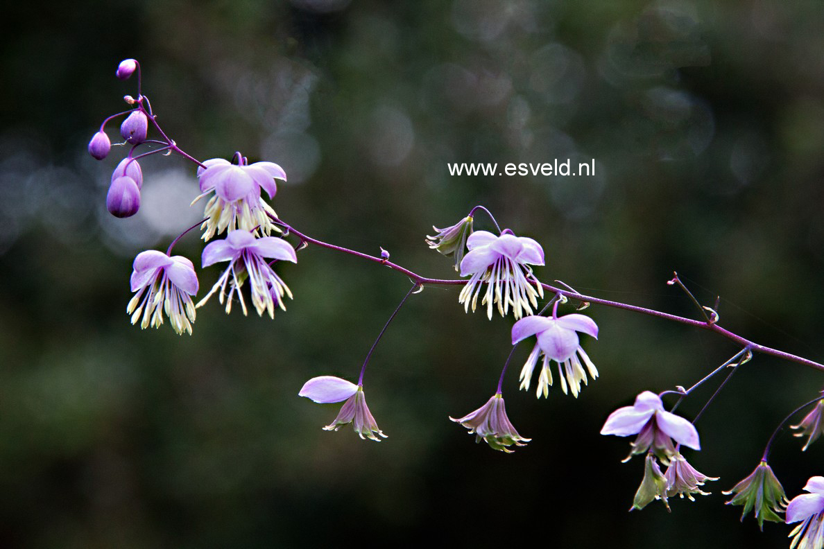 Thalictrum delavayi