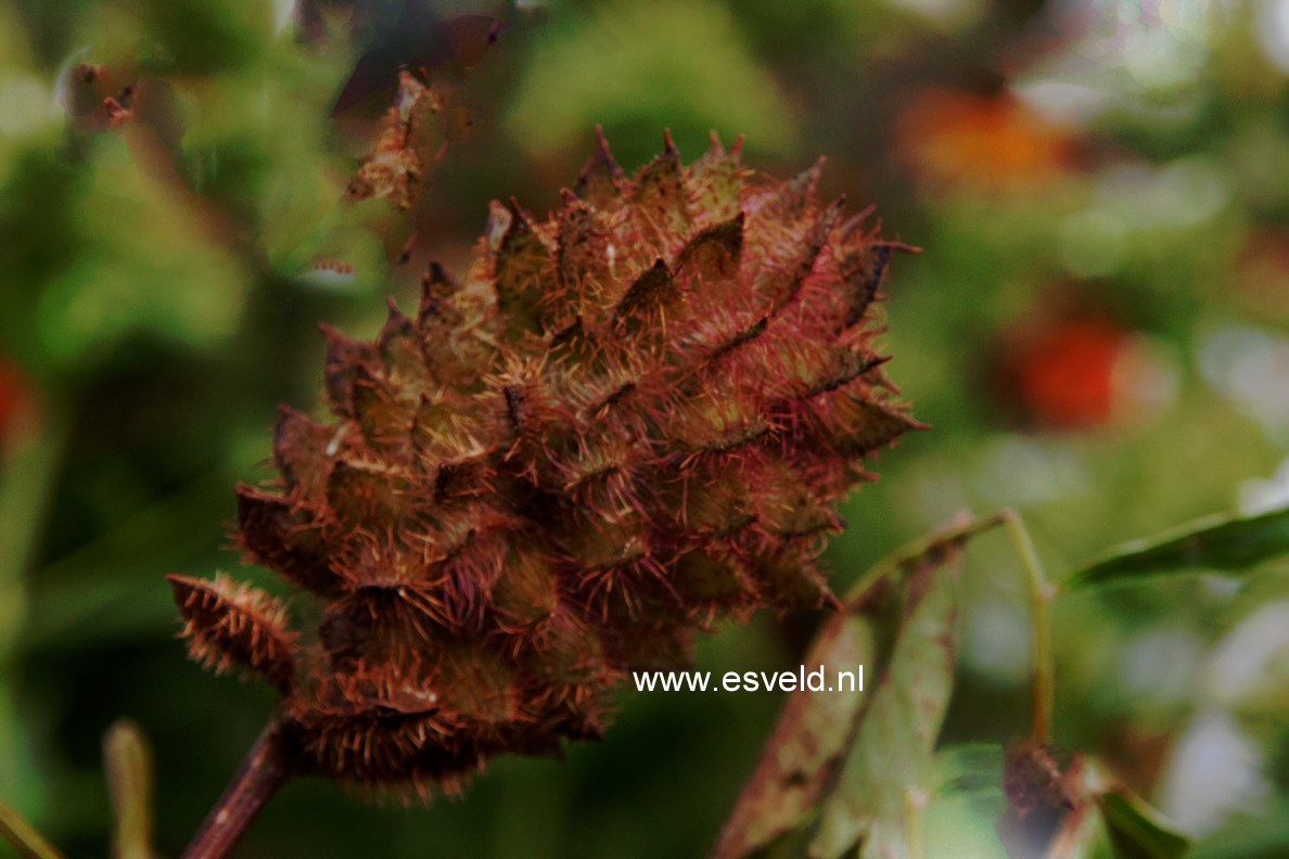 Glycyrrhiza yunnanensis
