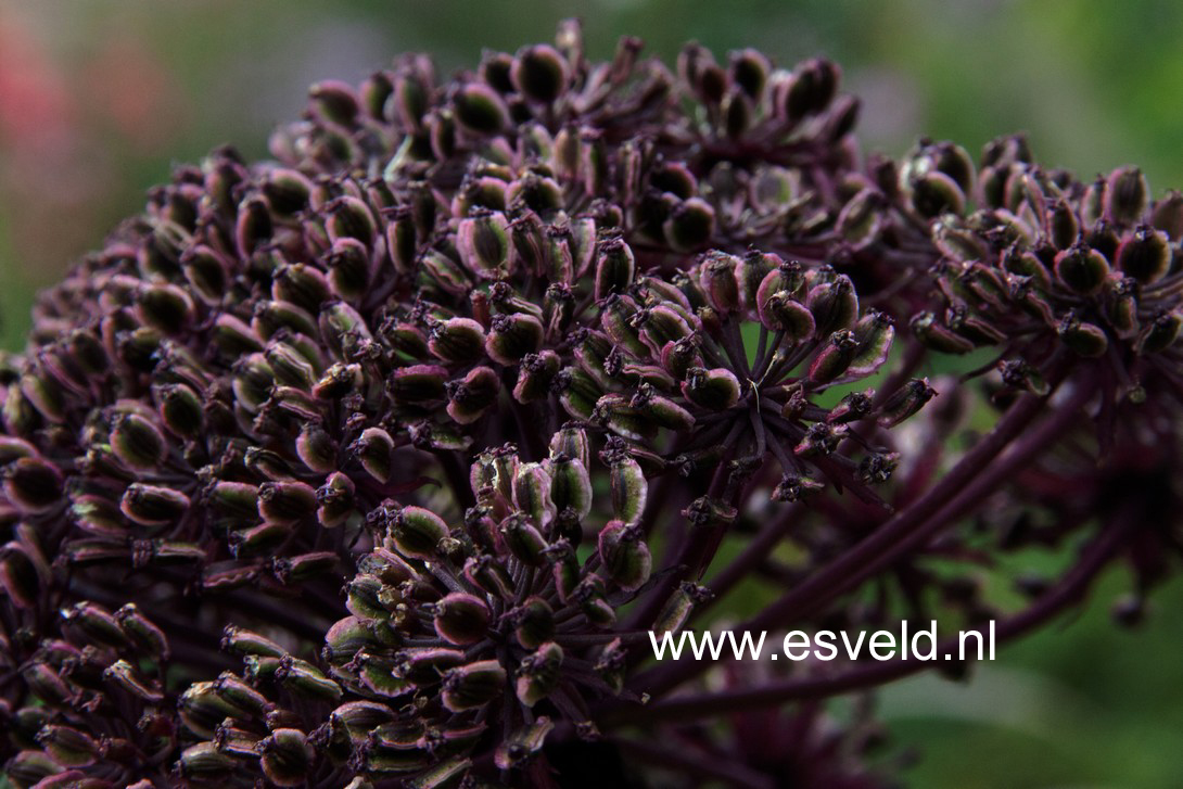 Angelica gigas