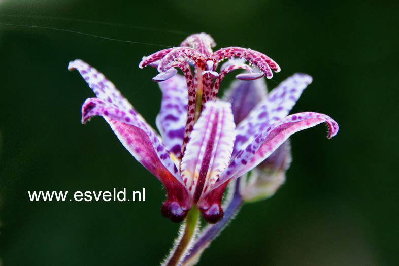 Tricyrtis hirta