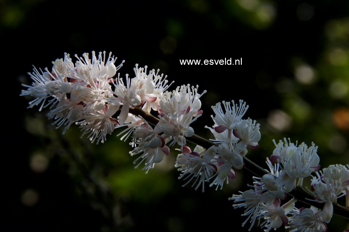 Actaea racemosa