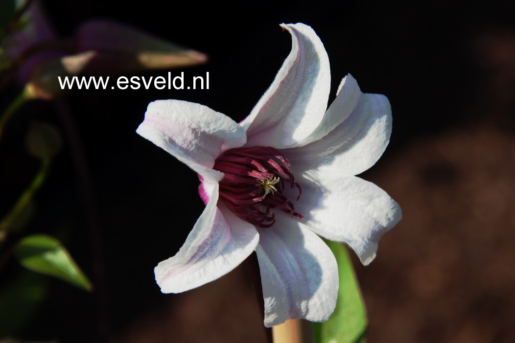 Clematis 'Zoprika' (PRINCESS KATE)