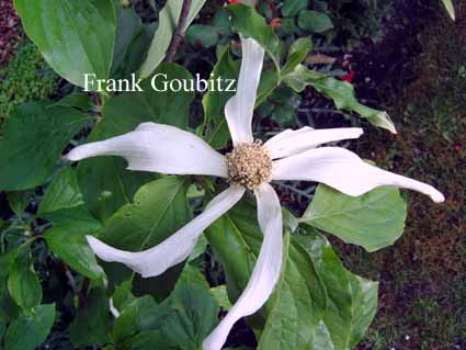 Cornus nuttallii 'North Star'