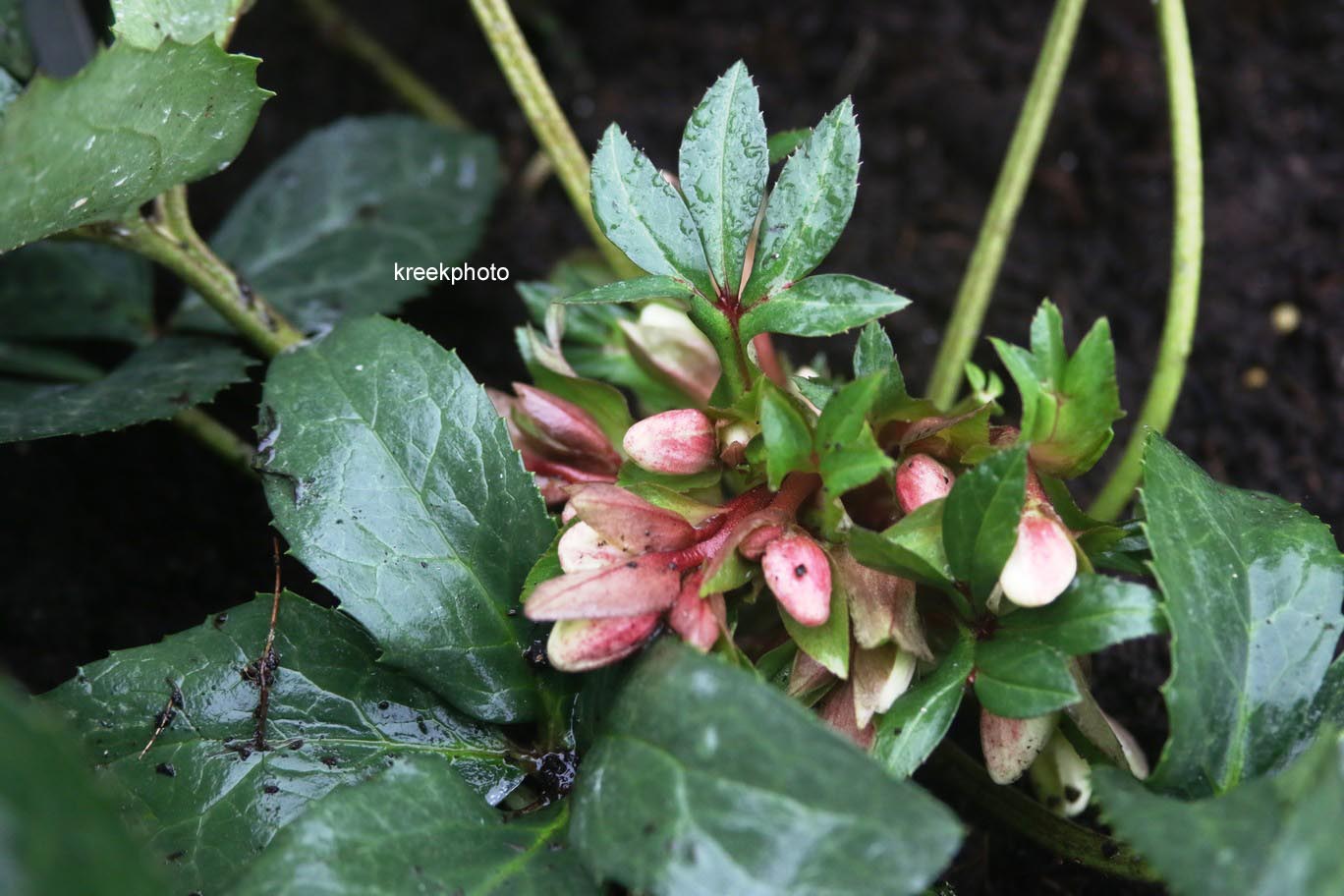 Plantentuin Esveld