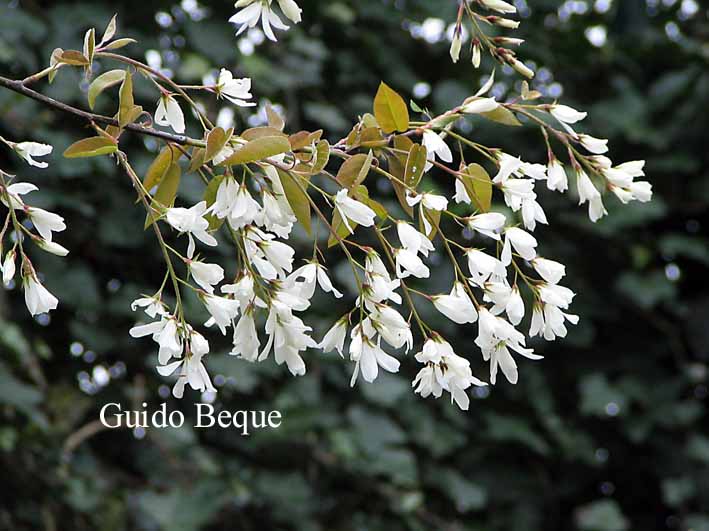 Amelanchier laevis