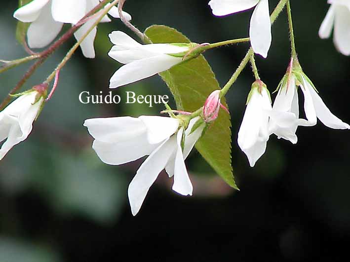 Amelanchier laevis