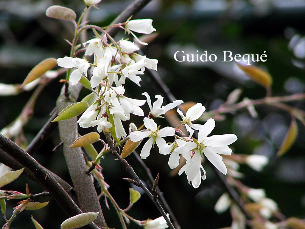 Amelanchier laevis