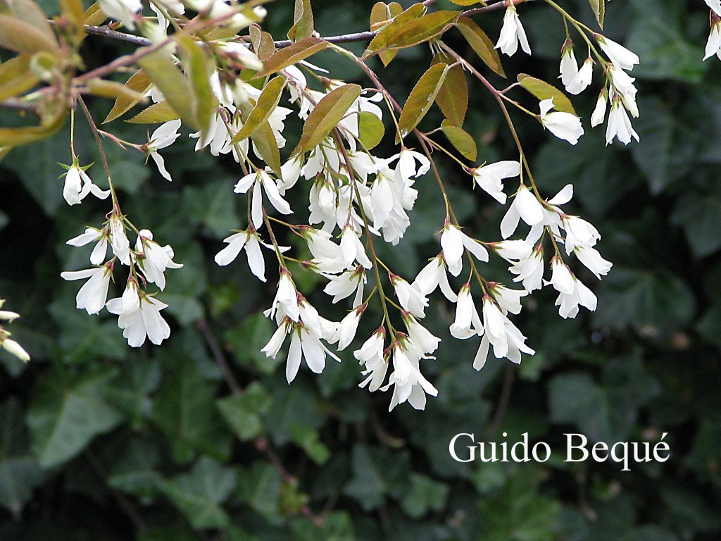 Amelanchier laevis