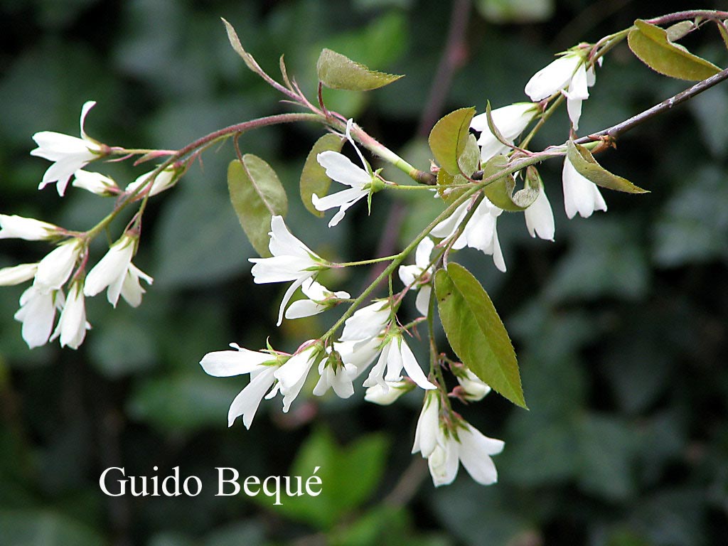 Amelanchier laevis