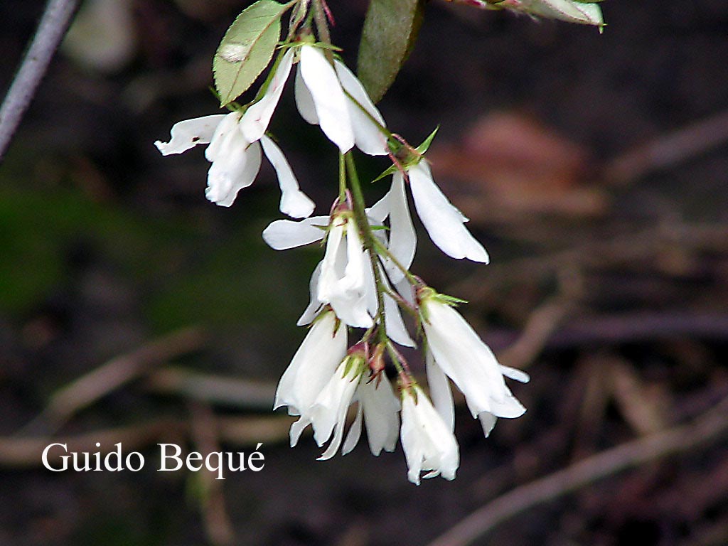 Amelanchier laevis