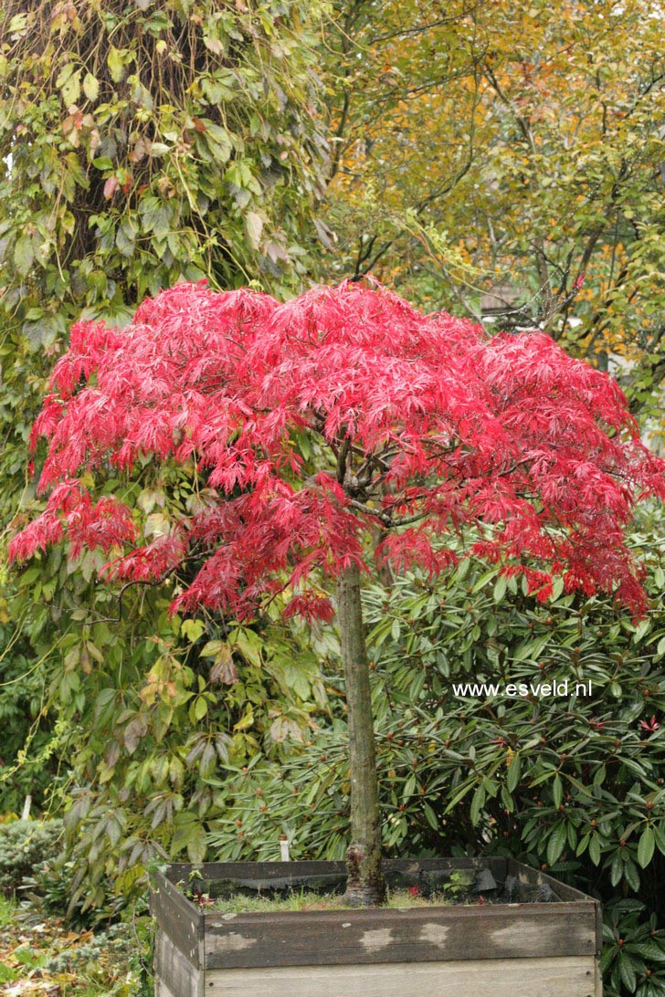 Acer palmatum 'Red Dragon'