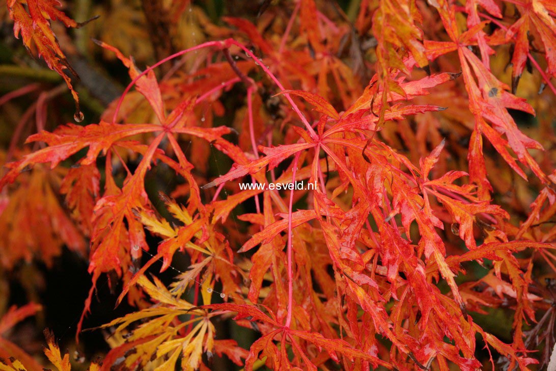 Acer palmatum 'Otto's Dissectum'