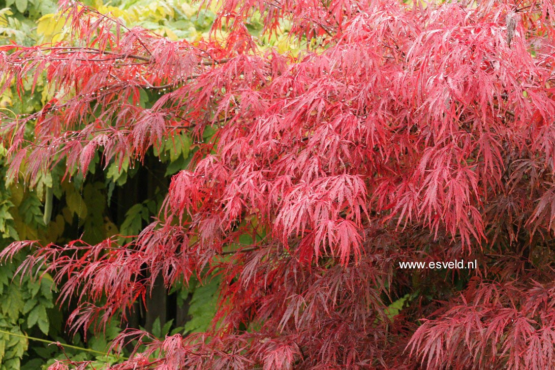 Acer palmatum 'Autumn Fire'