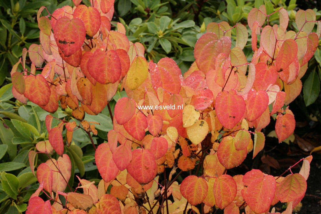 Cercidiphyllum japonicum