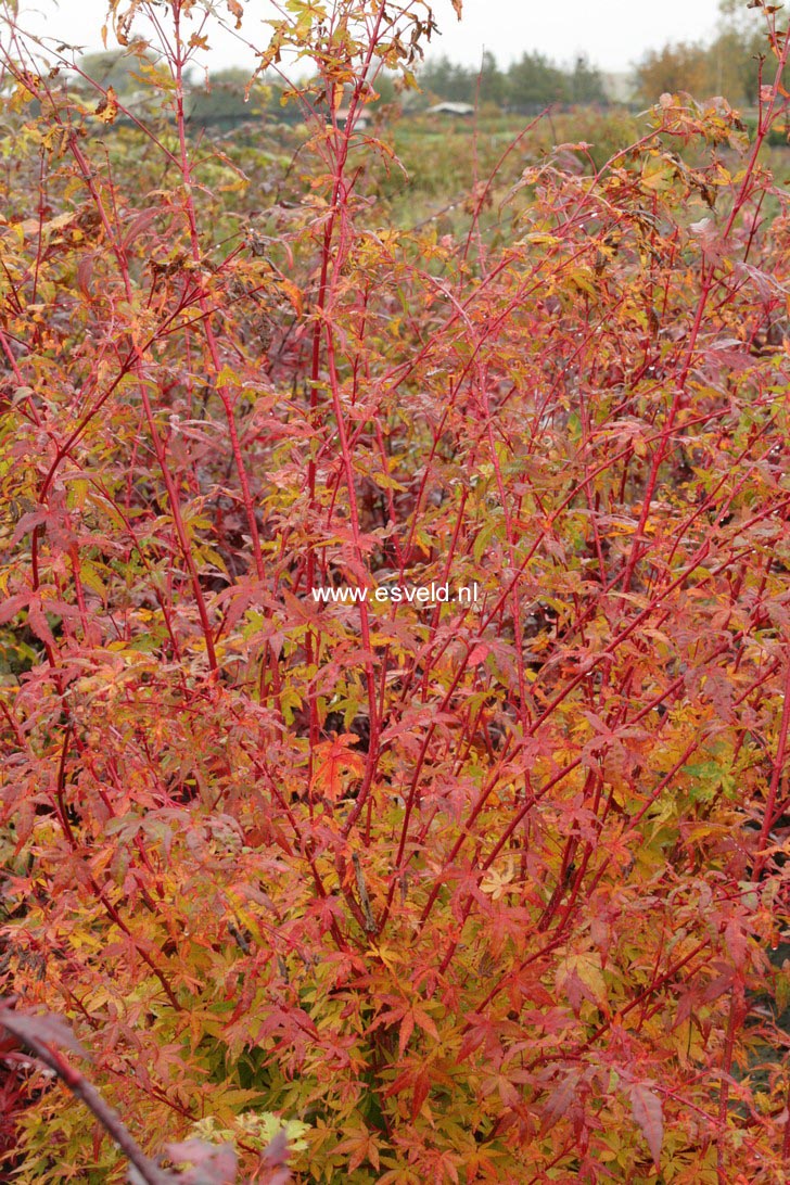 Acer palmatum 'Eddisbury'