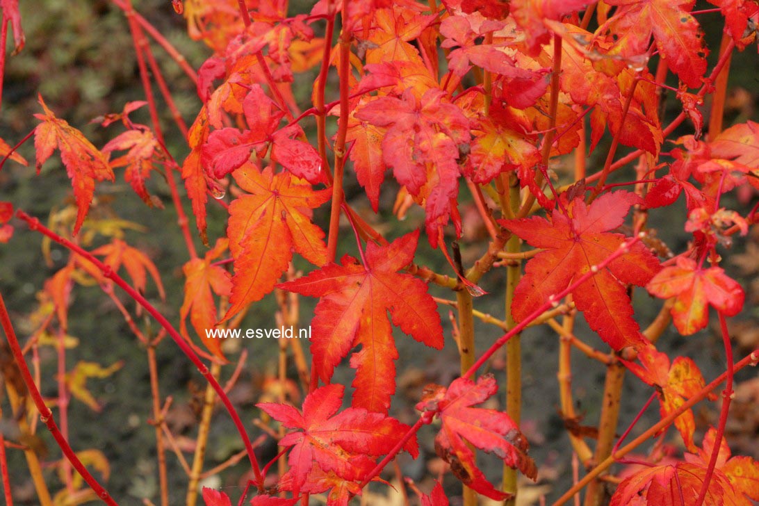 Acer palmatum 'Bi-hoo'