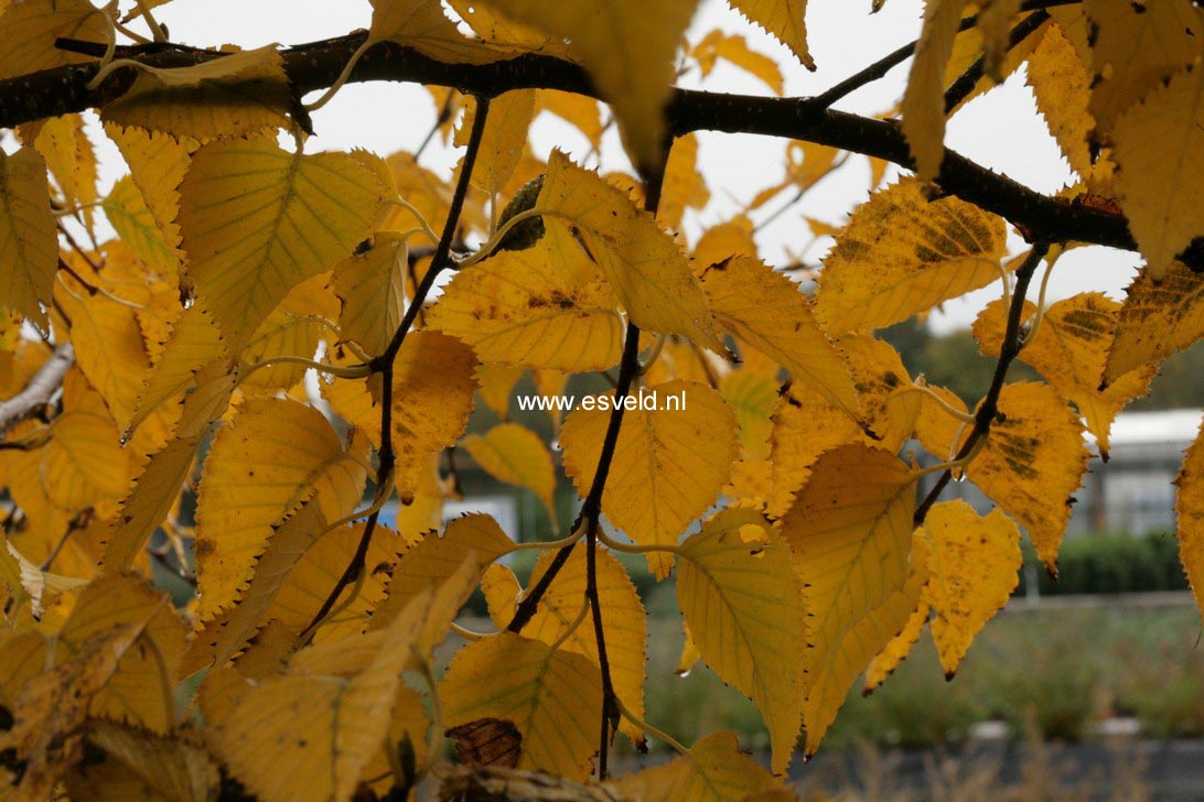 Betula ermanii 'Blush'