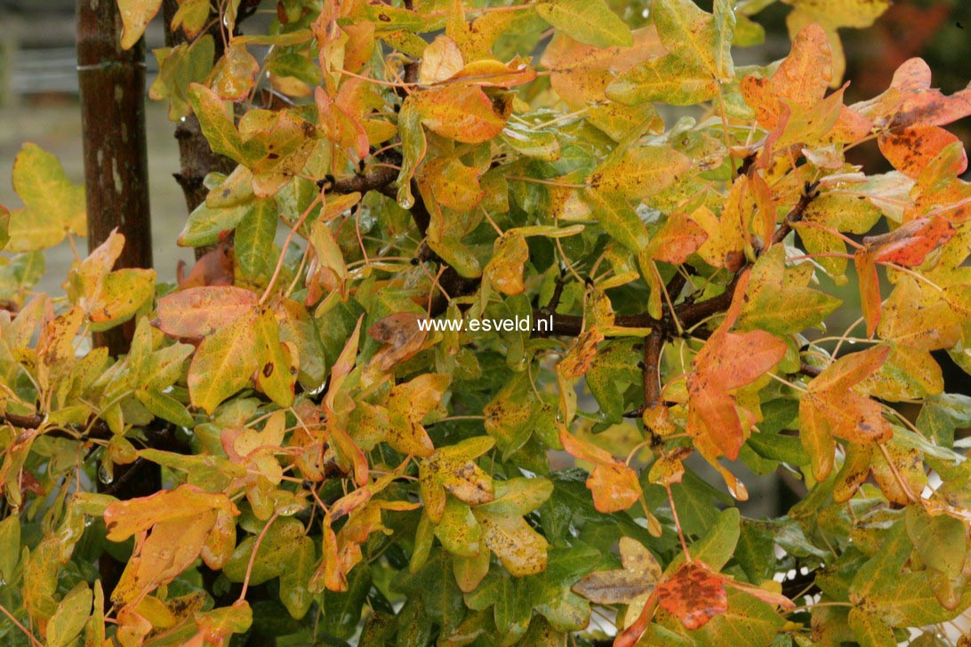 Acer monspessulanum