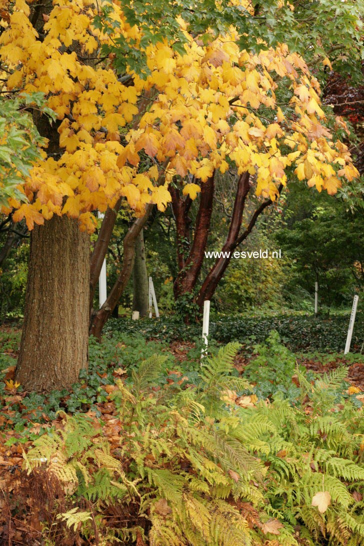 Acer saccharum ssp. nigrum