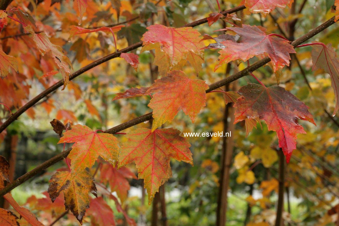 Acer rubrum 'Sun Valley'