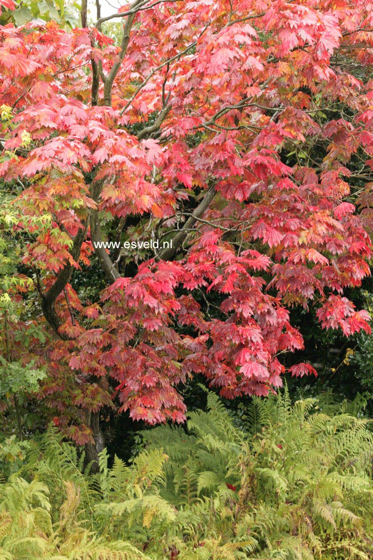 Acer japonicum 'Attaryi'