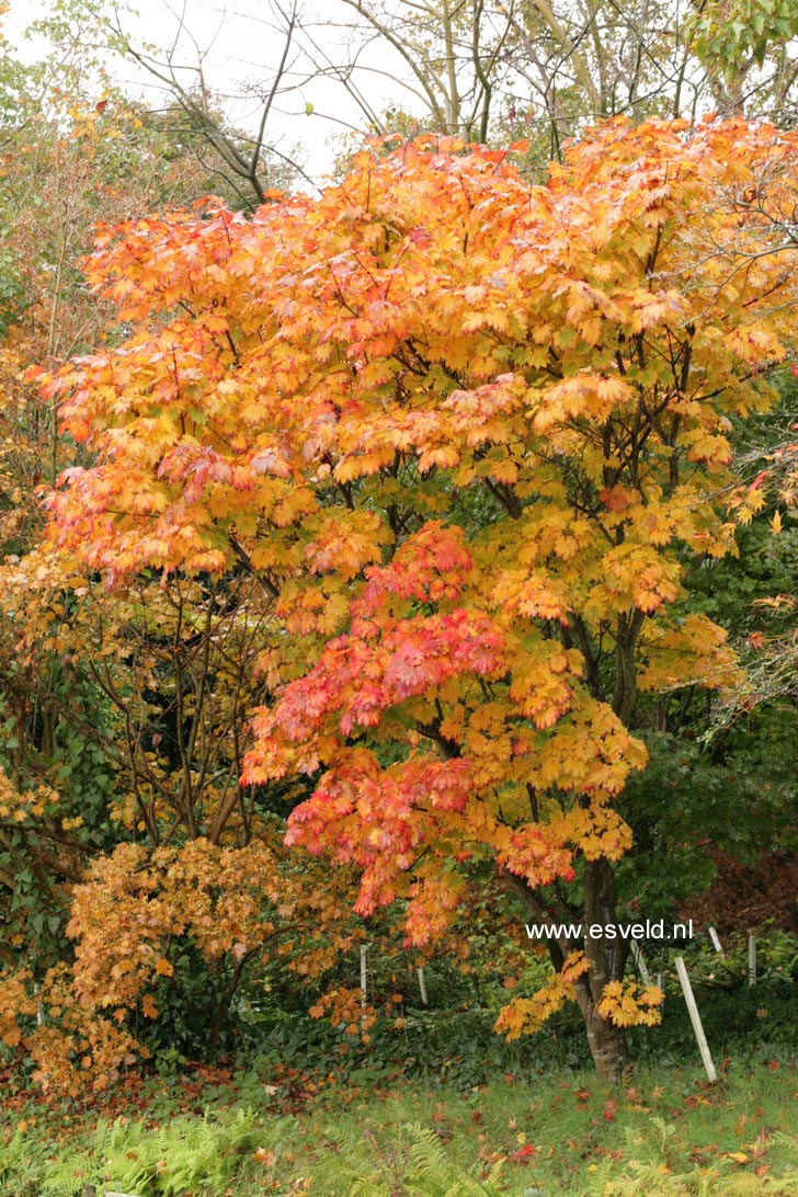 Acer japonicum 'Meigetsu'