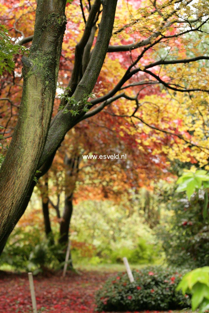 Acer palmatum 'Kinran'