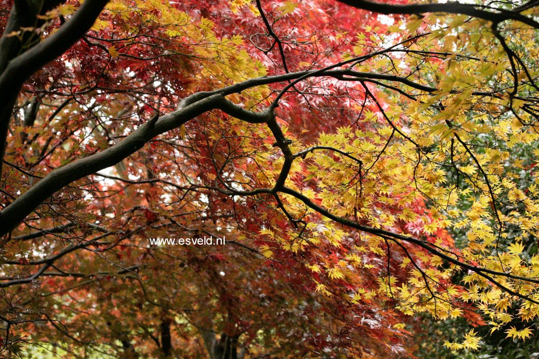 Acer palmatum 'Kinran'