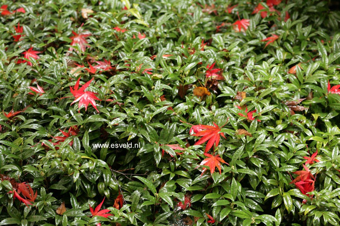 Sarcococca hookeriana humilis