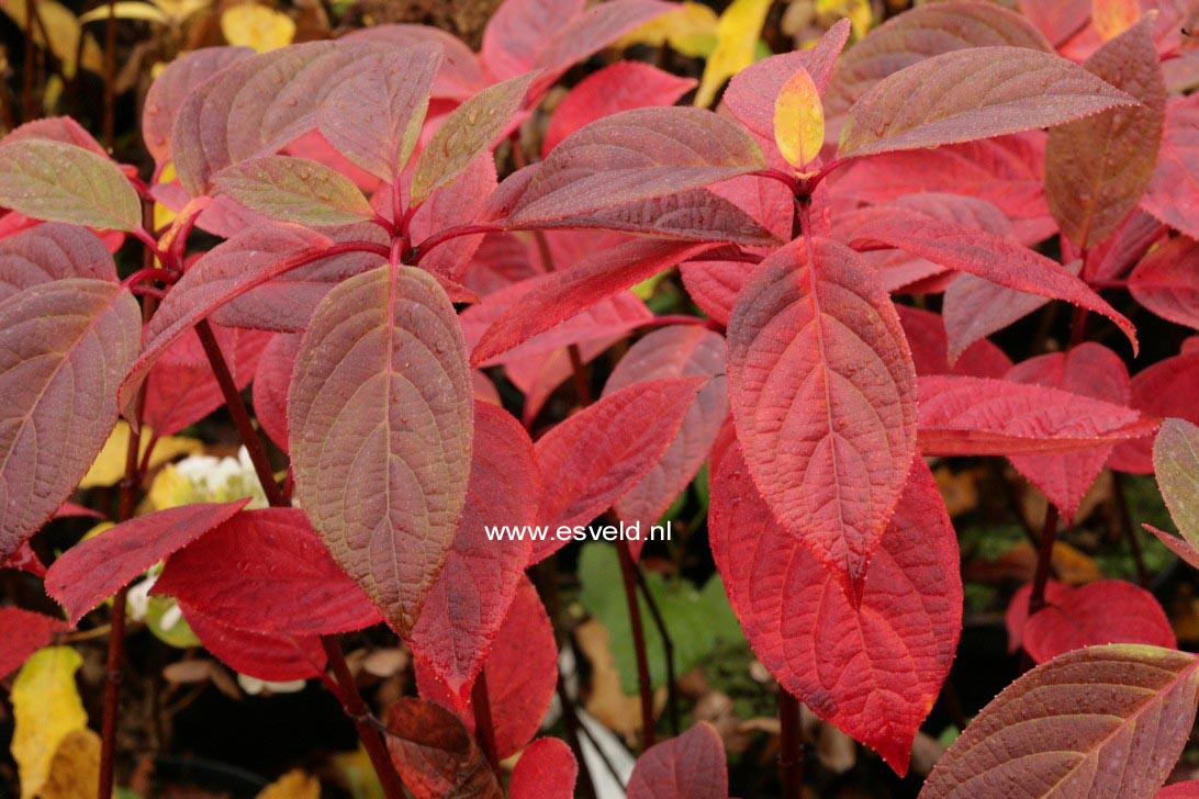 Hydrangea paniculata 'Bulk' (EARLY SENSATION)