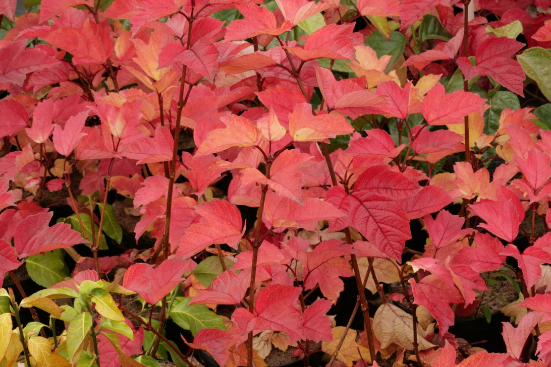 Viburnum koreanum