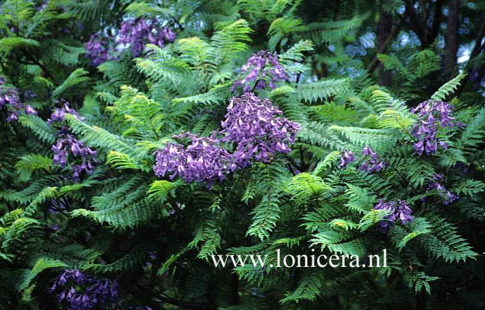 Jacaranda mimosifolia