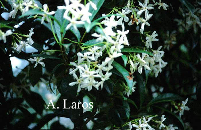 Trachelospermum jasminoides