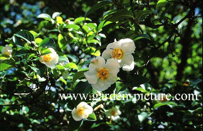 Camellia sinensis