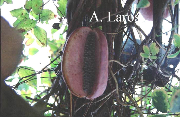 Akebia quinata