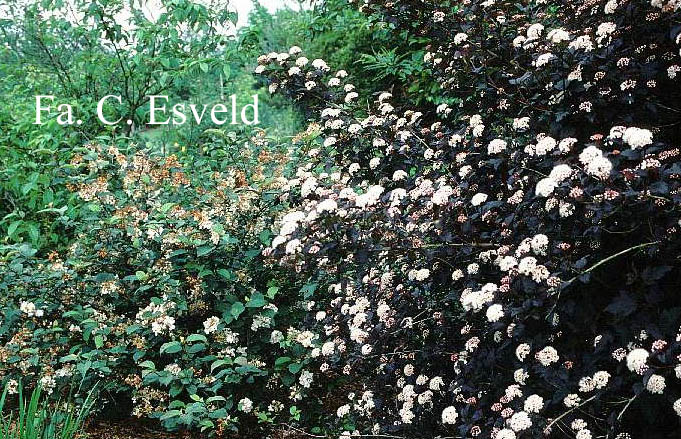 Physocarpus opulifolius 'Diabolo'