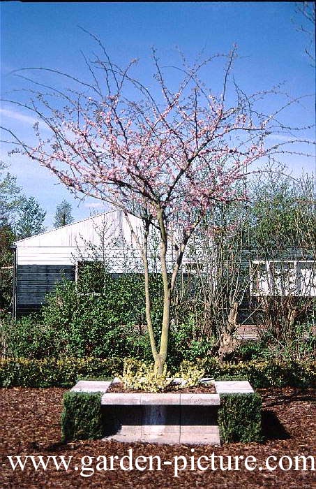 Cercis gigantea