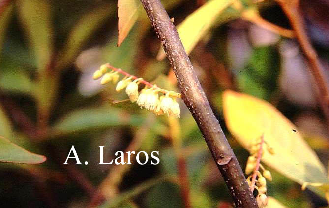 Elaeocarpus sylvestris