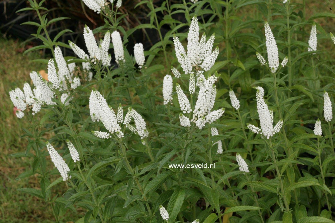 Plantentuin Esveld