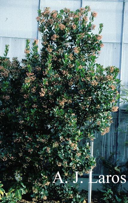 Arbutus unedo 'Rubra'