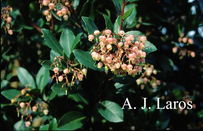 Arbutus unedo 'Rubra'