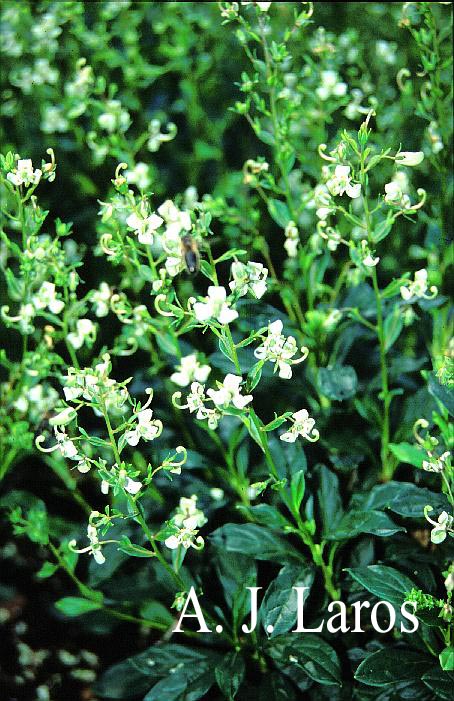 Elliottia bracteata