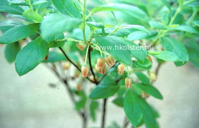 Enkianthus deflexus