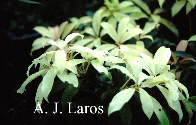 Pieris 'Bert Chandler'