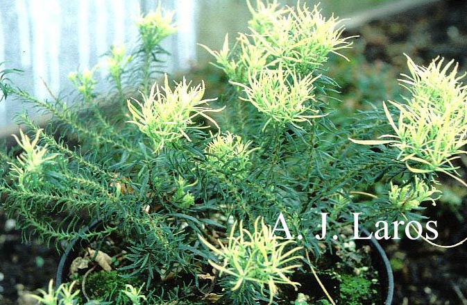 Pieris japonica 'Pygmaea'