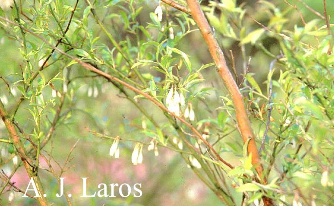 Vaccinium myrsinites
