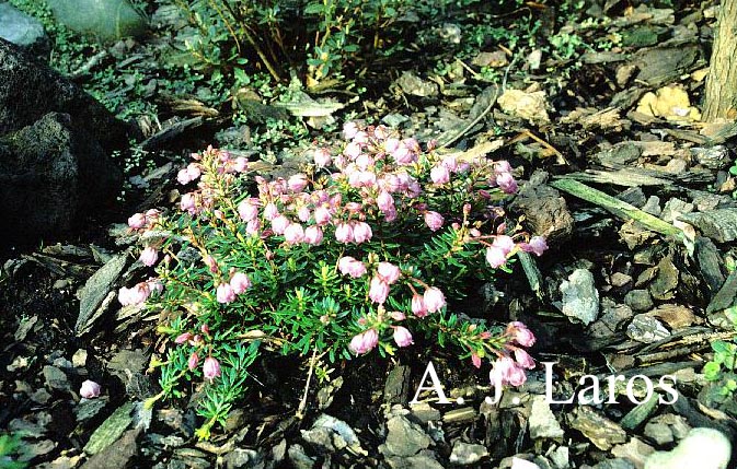 Phylliopsis hillieri 'Sugar Plum'