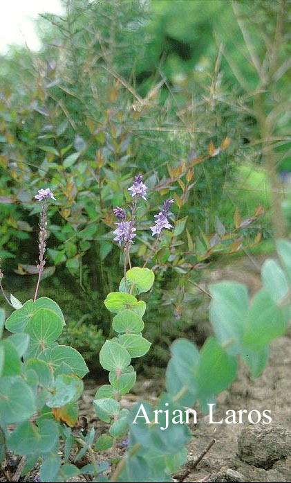 Parahebe catarractae