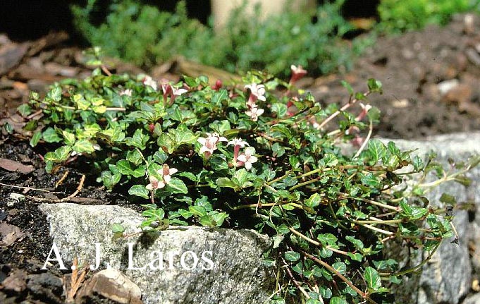 Mitchella repens